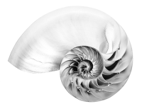 現代宗教_海螺